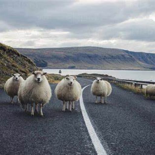 Sheep on the Road (ExtendedJazzFusion)