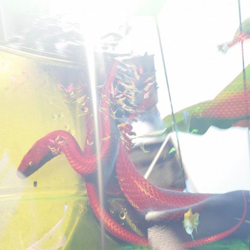 Freewater w/ SNAKE OF FREEDOM - 6th February 2026