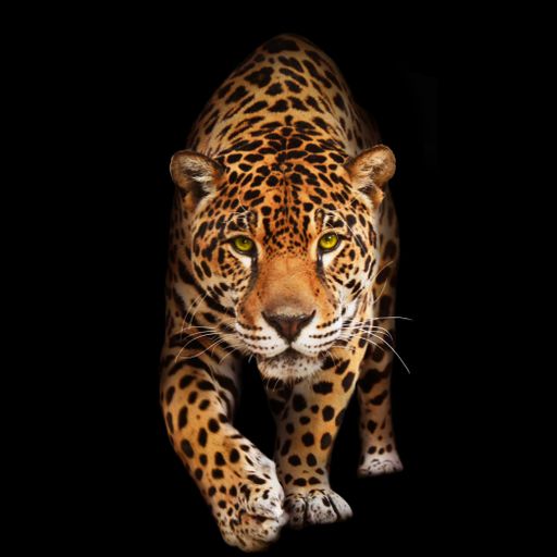 Dante T.	New AfroHouse Track Id's