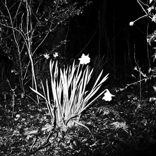 New Tenderness w/ Xenogothic -  August 2022