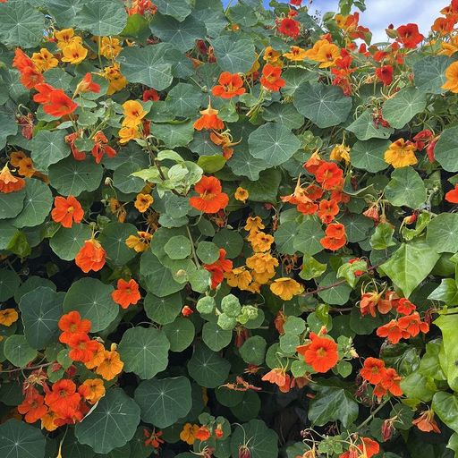 Ginkgo Records - 3rd April 2026