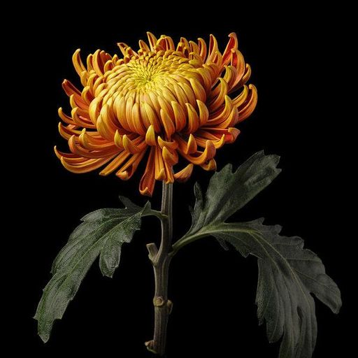 Blodau w/Ayrtan - 22/03/24 - Voices Radio