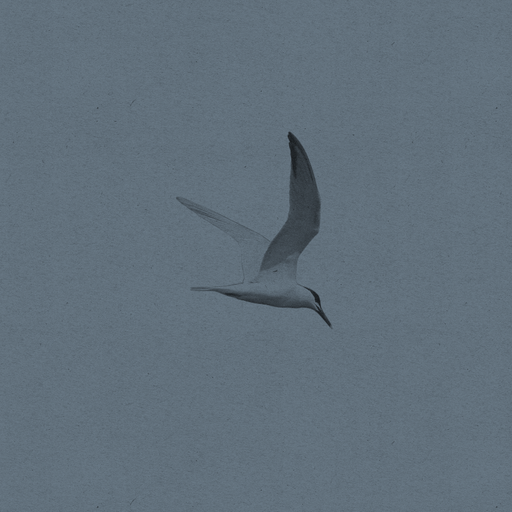 Song For The Terns | A Folk Funk & Trippy Troubadours Mix