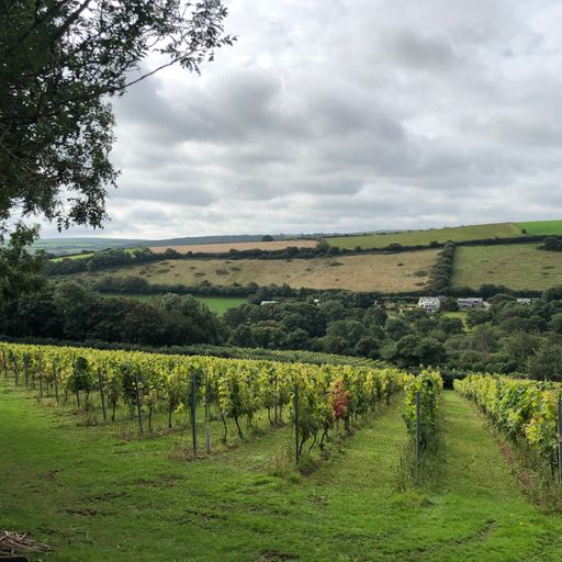 Dead Full x Camel Valley + Port Royal