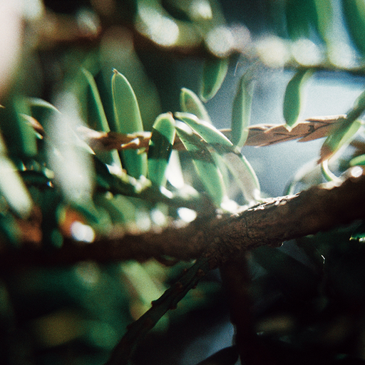 Floresta: Nicola Cruz with Xique Xique // 23-08-21