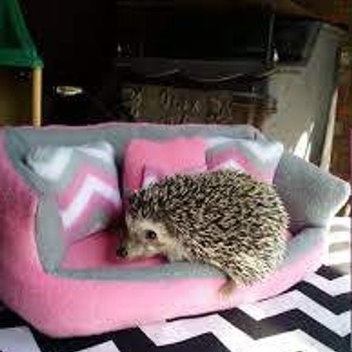Dj Hedgehog - Found This Down The Side of The Settee Mix - Friday 18th September 2020