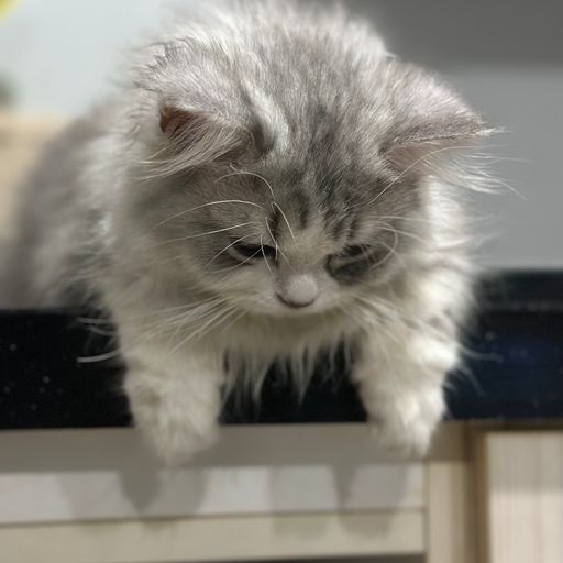 แฮปปี้เบิดย์เดร์ ลาครอสลูกแม่ตอง
เพลงใต้ ThaiRemix