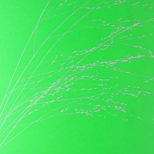 Carolina Soul: Classical - 6th March 2026