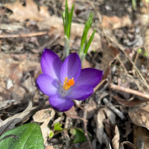 Brother Love's Deep Grooves from the Grove " Emerge"