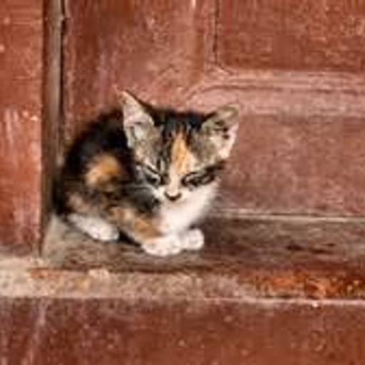 Stray Cats (BluesLounge&Jazz)