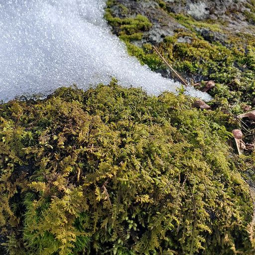 Submerged Mica w/ Glyn Maier - 18th December 2025