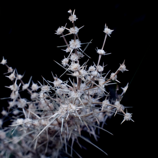 NOW88_Organic House 14_Zizzi