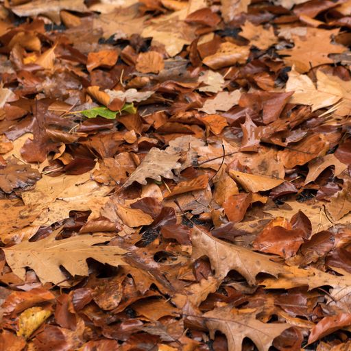 2025-11-16 Autumn at the Hidden Orchard | LWSTD-FM
