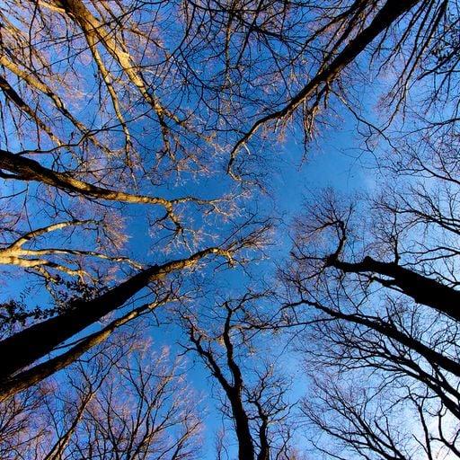 Tree Songs
