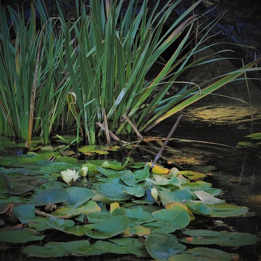 Aromas from the East - by Paul Asbury Seaman