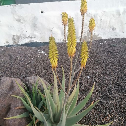 DREADheadz 6 GAL am 5.3.2024