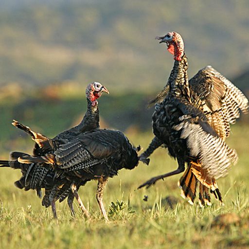 Turkey Fight