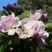 Professor Appleblossom's Social Distancing Dancemix no. 35