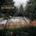 Keep Jazzin #124B 12/3/2021  Tania Giannouli "In Fading Light"