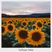 Sunflower Fields - Lofi HipHop Mix