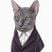 Vanderlay's profile picture