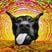 BLACK DOG MUSIC's profile picture