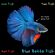 Blue Betta Fish (Jazzy Downtempo Mix) image