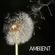 AMBIENT  - THE ESSENTIAL DOCUMENTARY image