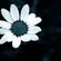 DJ iNTEL - Темна квітка image