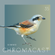 Chromacast 35 - Simmo image