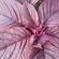 Afterlife Radio Free Pimlico August image