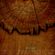 SEBASTIAN SCHOLZ - wood you? image