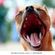 BIG DOG 22 - FcK 2020 image