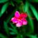 Oleander - Ambient mix image