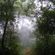 Bosque de niebla Vol.3 image