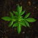 Plant A Tree or Die Tryin' image