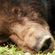 "Bear Rock" snapshot of my latest Ollies Rock Block... 25 mins commemorating AnimalsAsia.org image