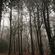 Nursa Pine Forest image