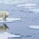 Polar Bear Series: Natural Climate image