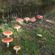 Forest mushroom...dark psy!! image