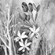 Lemonella: Plant Poetry Vol. I image