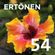 E54 - Hibiscus image