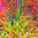 Koral djset psy-trance koraldj image