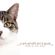 catandtonique - Mixed by Clay Dolan image