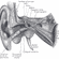 Tympanic Cavity image