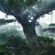 O Bailado das Folhas da Floresta - Shamanic Sound Journey image