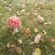 2020-10-24 - Fly Agaric image