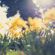 SPRING FEVER image