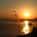 George Livanos Podcast " Sesual Sunset " image