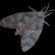 Moth's Dark Chugger 06-09-09 image